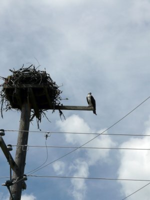 Osprey nest on Power pole