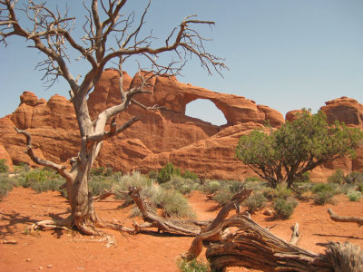 Old Tree & Skyline Arch