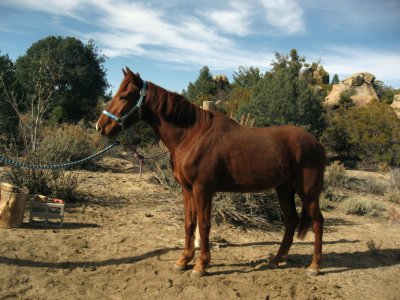 Tajo looking cool in his new halter