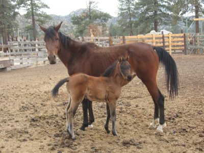 New Ranch Baby