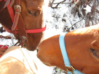 Mojave & Tajo saying hey