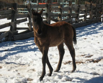 Gorgeous filly - 2 months old