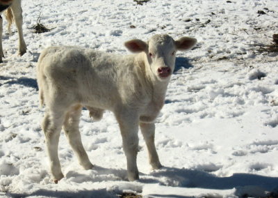 New baby bull - white as a snowball - 2 days old