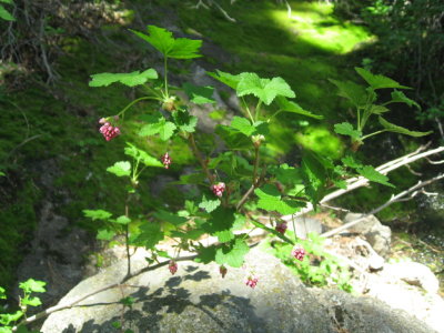 Pretty little flowers