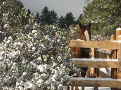 Peeking over the fence