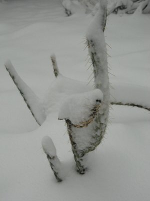 Snowy Cactus