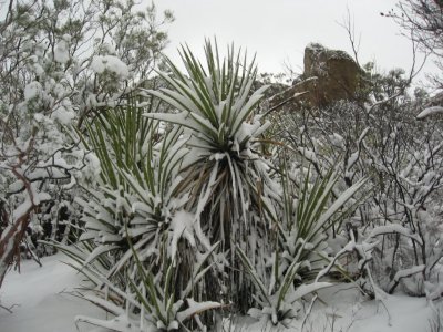 Snowy Agave
