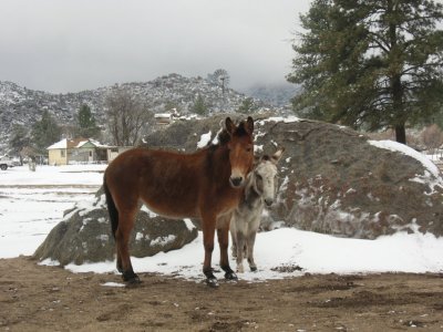 Mule and Donkey