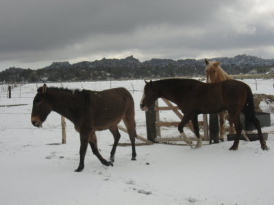 Mule and Mojave