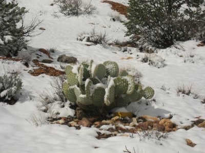 Snowy Prickly Pear