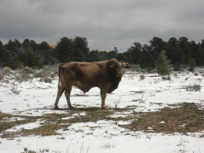 El Toro