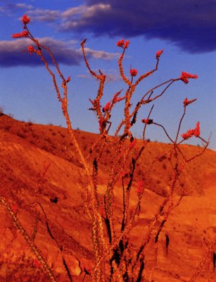 ocotillo