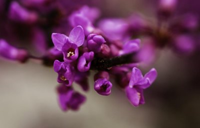 g1/06/28806/3/110506057.XzoXXLbr.jpg