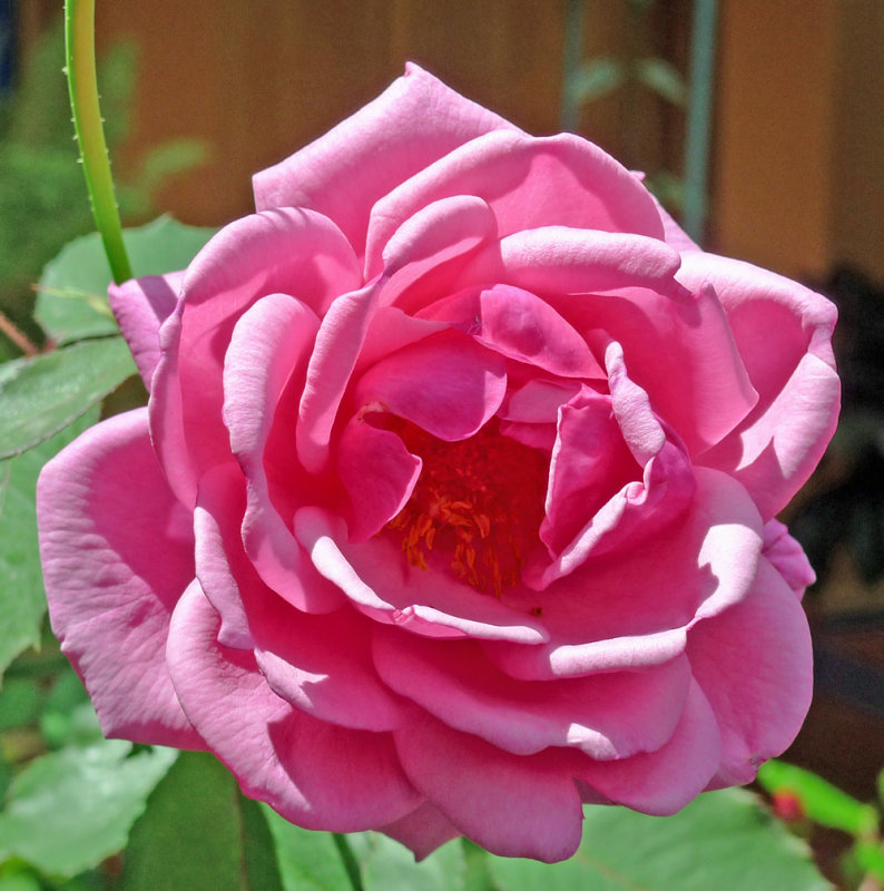 P1000774rose.jpg