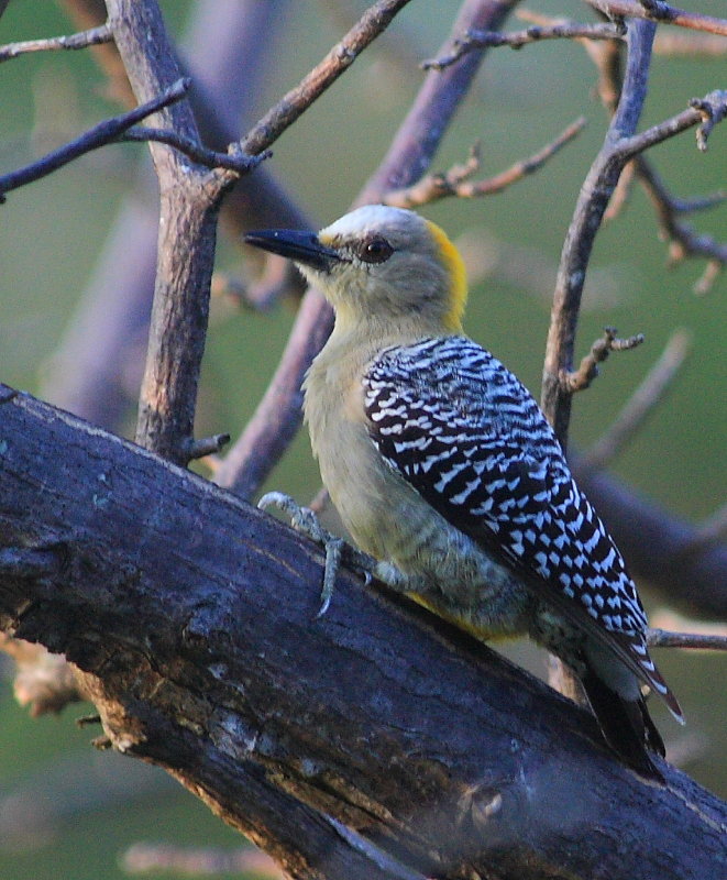 Female Woodpecker
