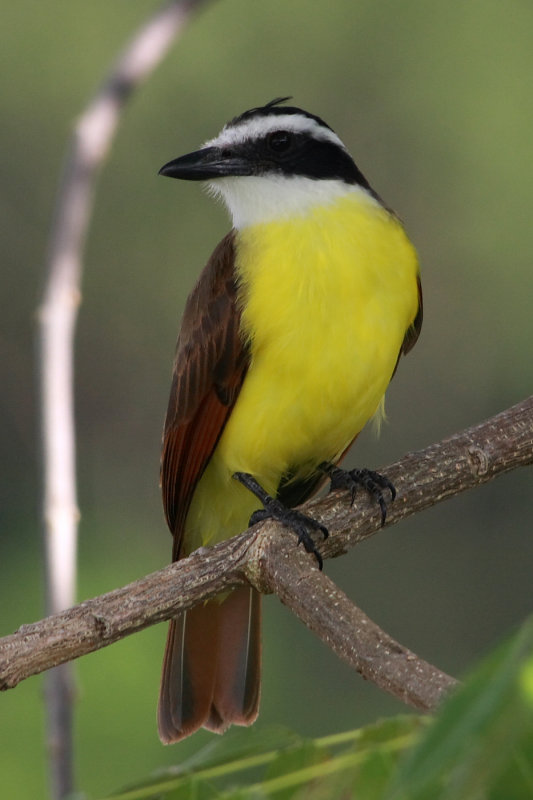 Great Kiskadee, Pitangus sulphuratus