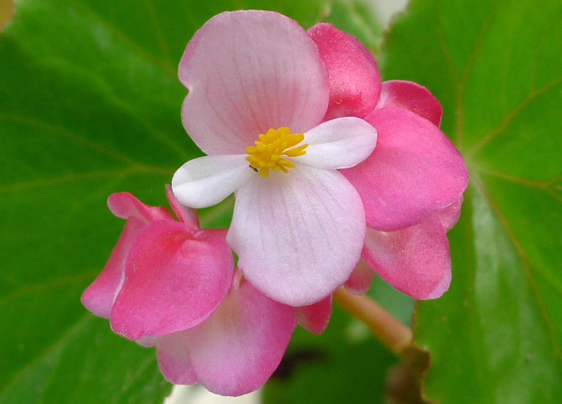 Mary's Flower