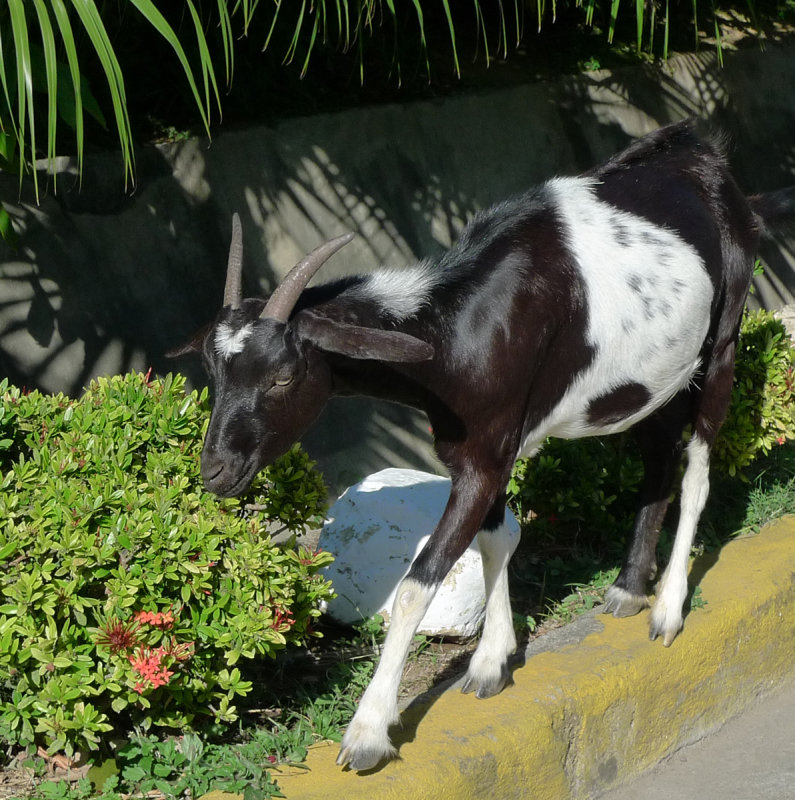 Goat de Isabella