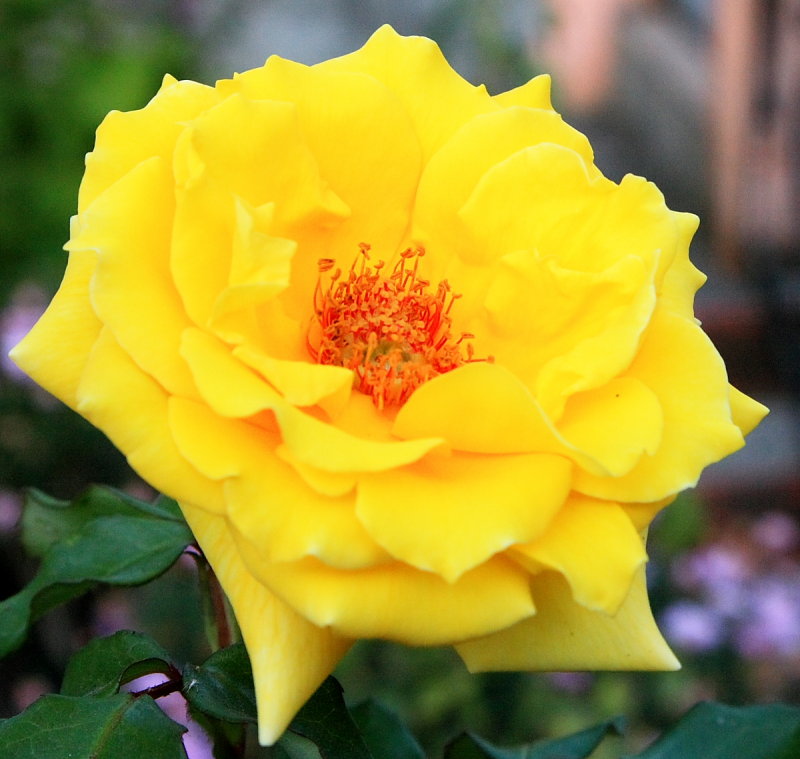 IMG_5838rose.JPG