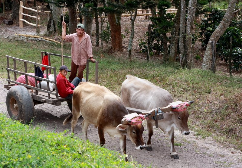 Coffee Farm