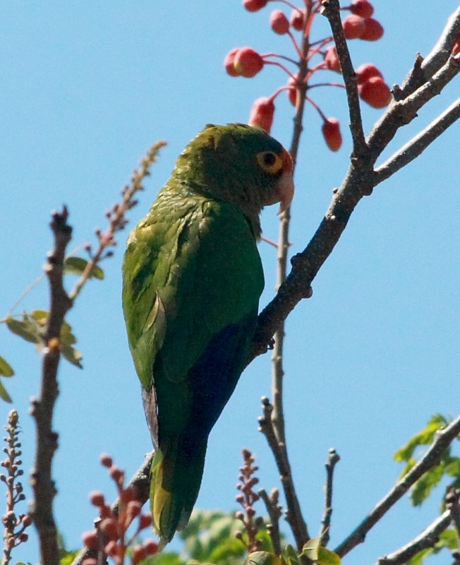 IMG_8908parrot.JPG