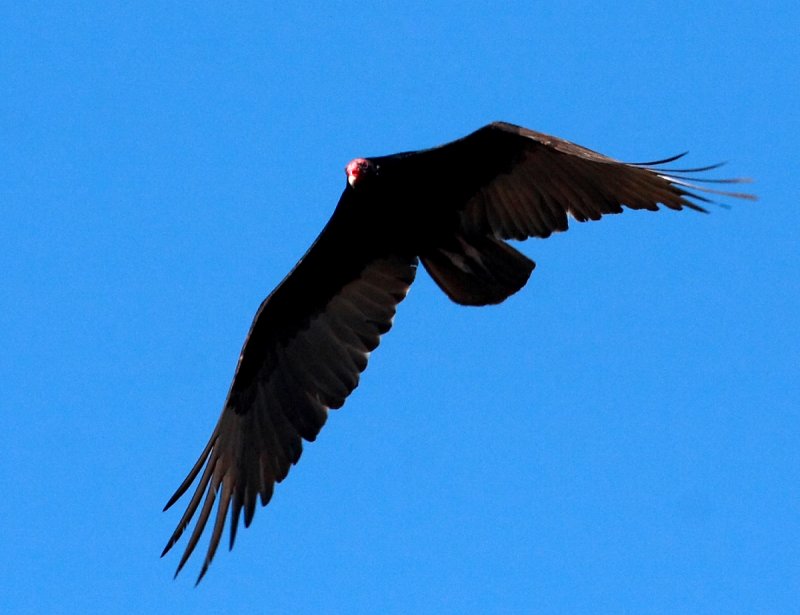 IMG_4723vulture.JPG