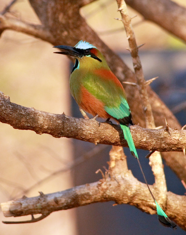  Guardabarranco (Eumomota superciliosa)