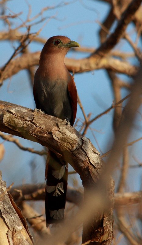 Squirrel Cuckoo, Piaya cayana
