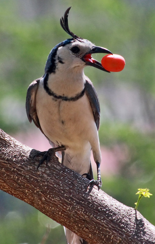 White -Throated Magpie-Jay