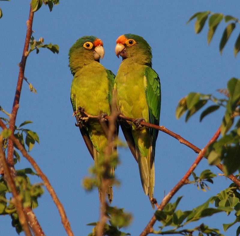 Green Parrots