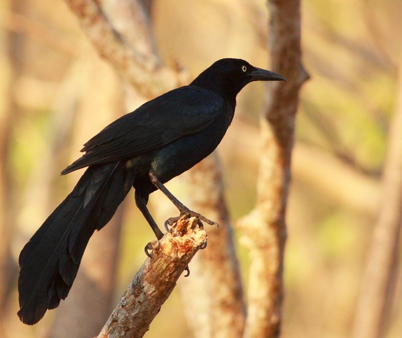 Great-tailed Grackle, Quiscalus mexicanus