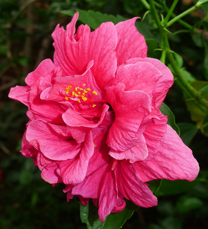P1090698rdhibiscus.jpg