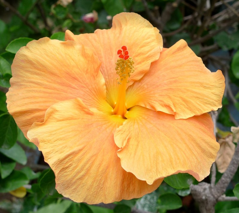 Hibiscus