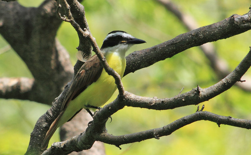 Great Kiskadee, Pitangus sulphuratus