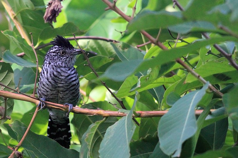 Barred Antshrike