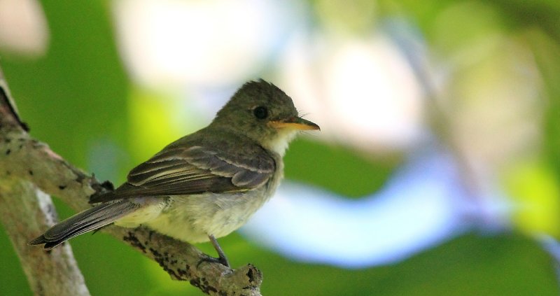 Olive-sided Flycatcher (Pibi Boreal)