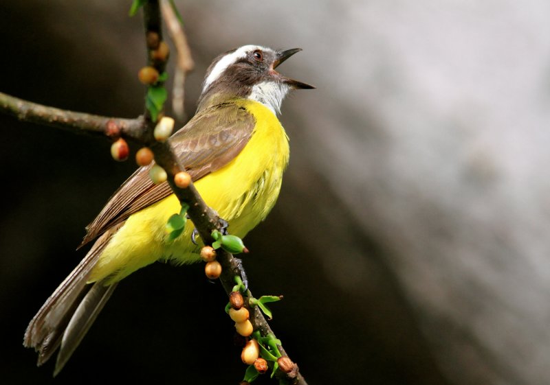 Rusty-margined Flycatcher (Myiozetetes cayanensis)