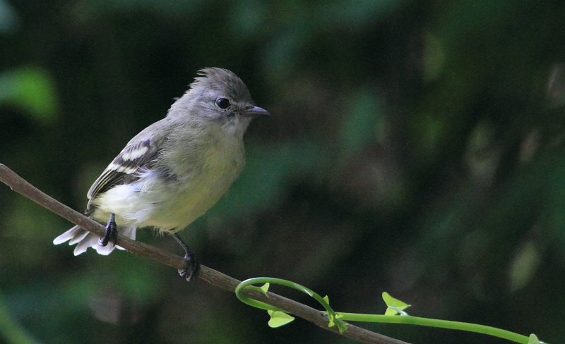 Olive-sided Flycatcher (Pibi Boreal)