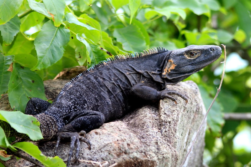 Black Iguana