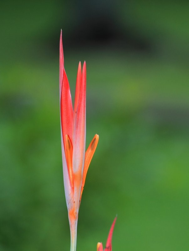 IMG_1904heliconia2.JPG