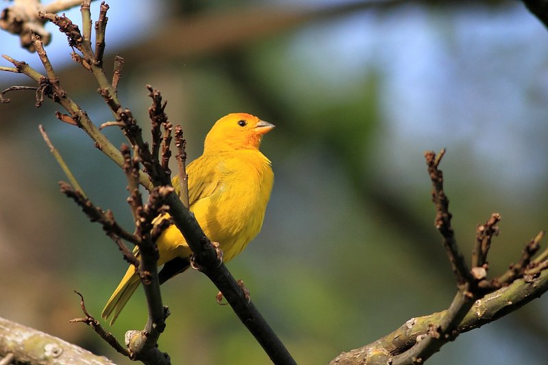 Saffron Finch