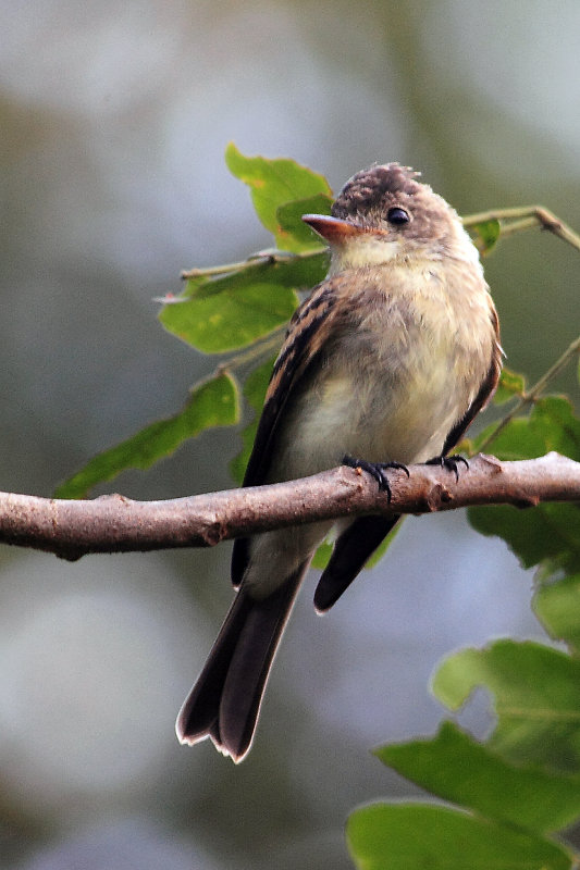 IMG_1928easternwoodpewee.JPG