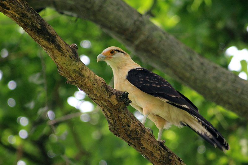 Yellow-headed Caracara (Milvago chimachima)