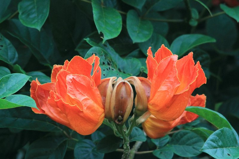 Llama del Bosque (Spathodea campanulata)
