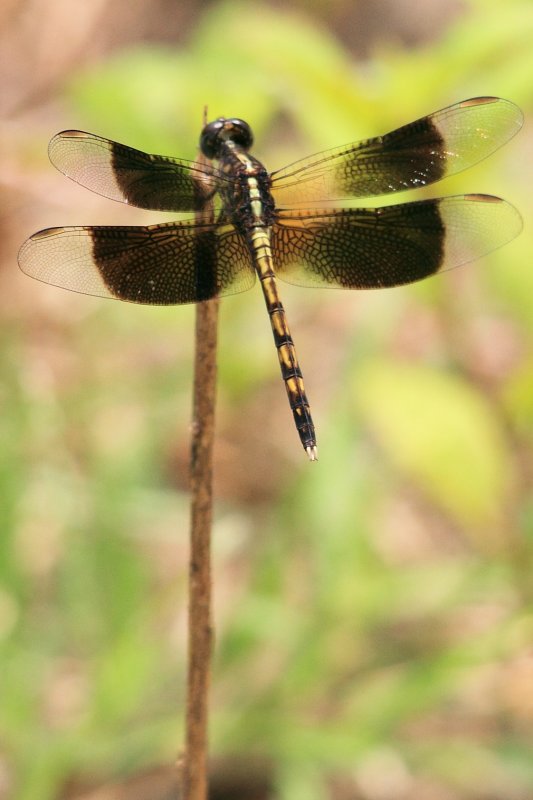 IMG_0915dragon.JPG