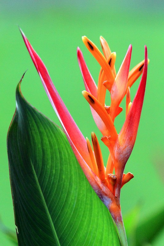  Heliconia