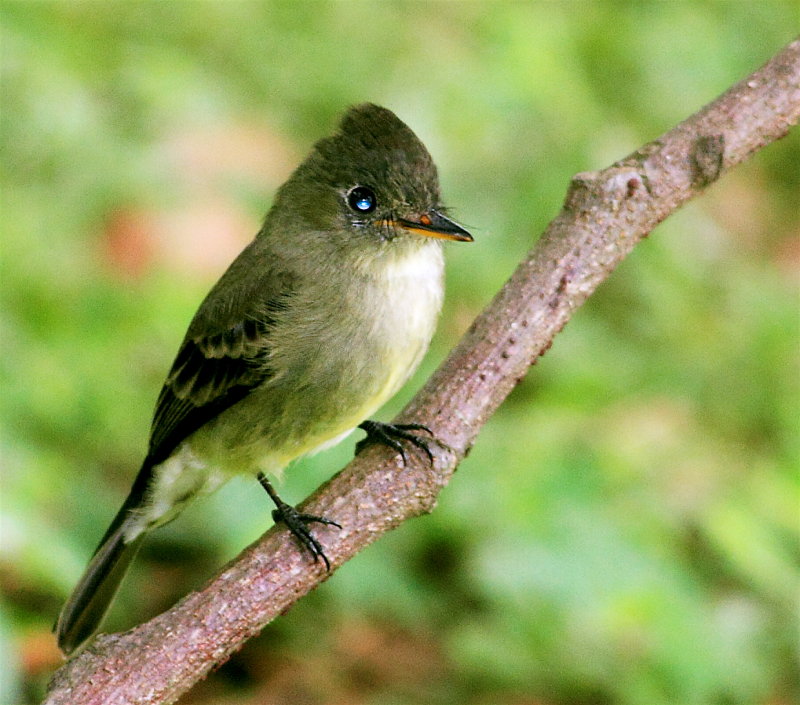 Olive-sided Flycatcher (Pibi Boreal)