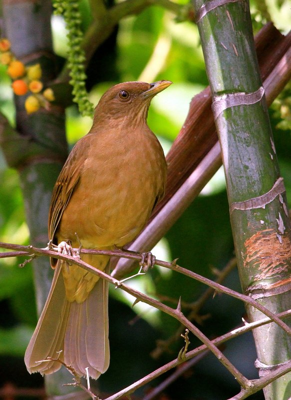 Clay-coloured Thrush (Turdus grayi)