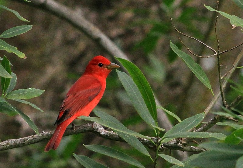 Summer Tanager (Tangara Bermeja)
