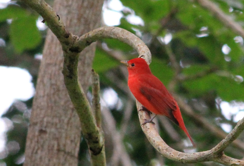 IMG_6953summertanager.JPG